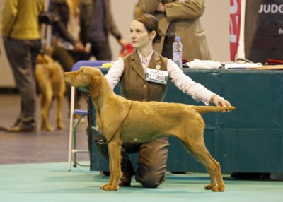 Saffy CRUFTS 2013!!!!