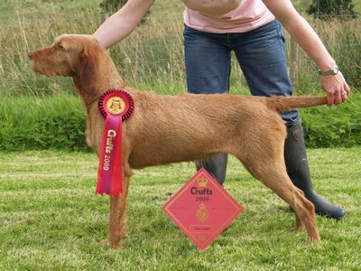 Saffy Crufts 1st PGB 2009