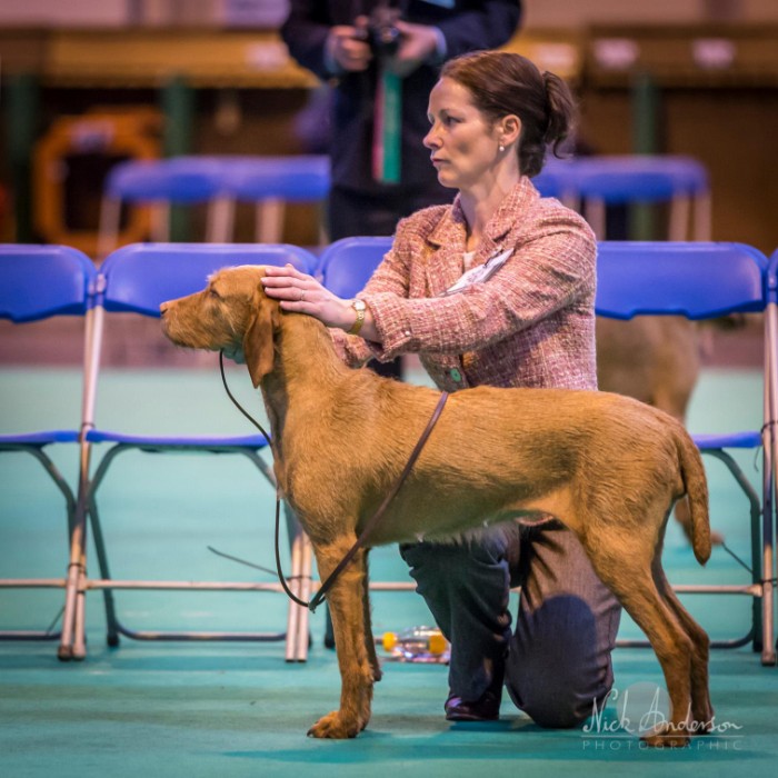 Crufts 2019 vizsla hotsell